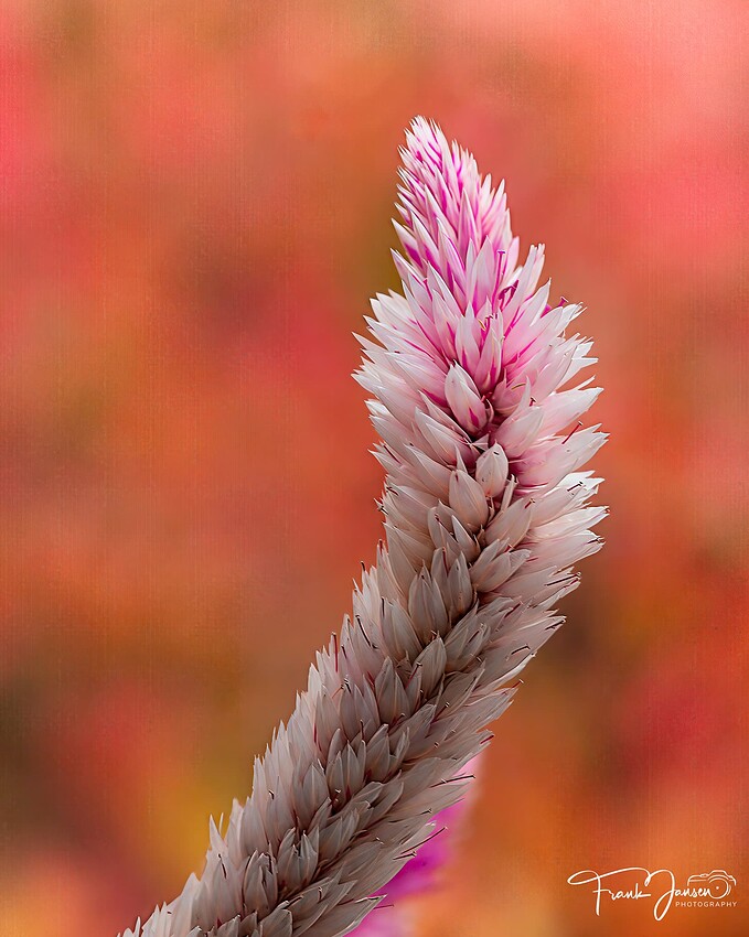 20251025-Latent-Autumn_DSF0122-final