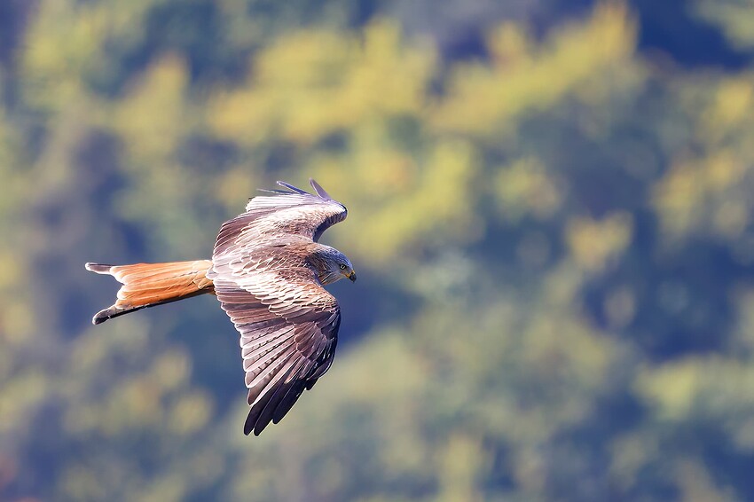 _MG_04970-topaz-denoise-enhance-sharpen0-gigapixel-standard-width-6199px
