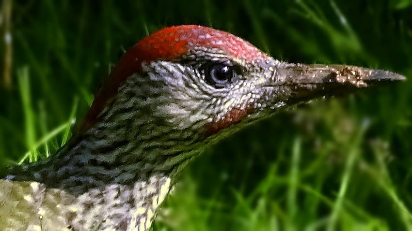 Woodpecker-Green_Portrait_orig_crop