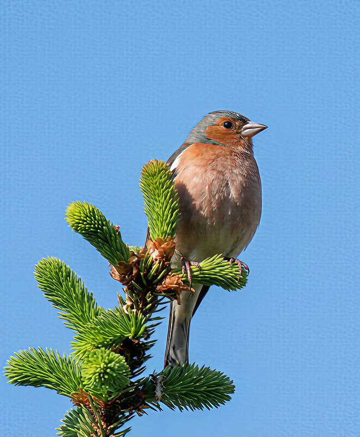 Chaffinch_output-topaz-upscale-3.6x