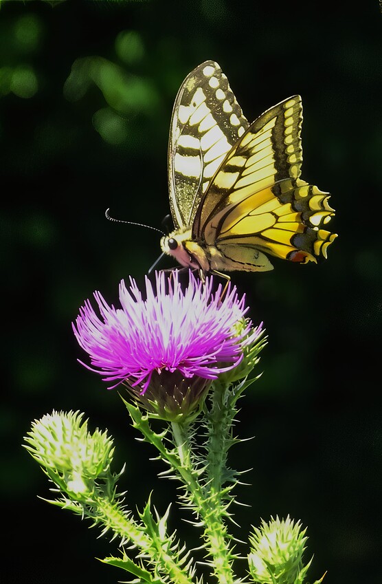 DSC04918_Swallowtail-1