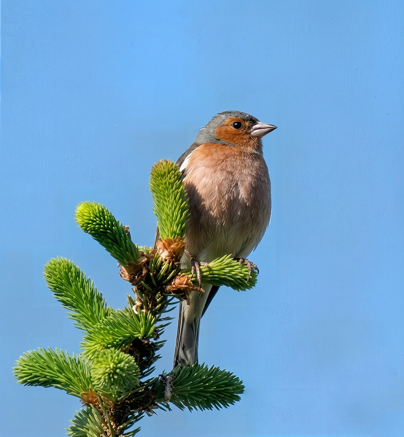 Finch-Nano Banana-cloud-redefine-realistic-6x-cloud-wonder 2-2x