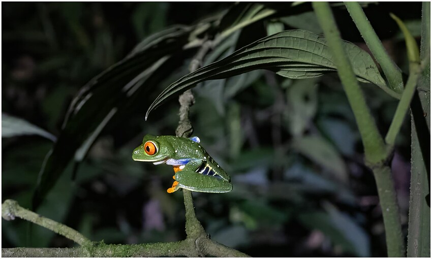 Green Tree Frog II