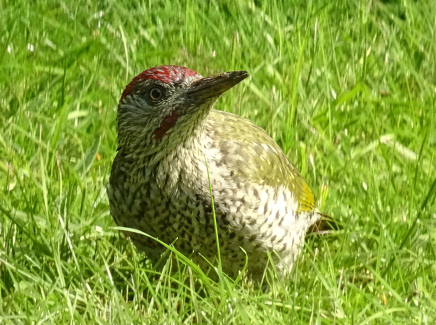 Green Woodpecker 3_gemini_topaz-upscale-3.3x-focus-topaz-wonder-crop