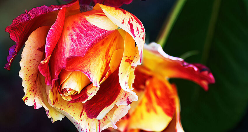 Rosebud zoom 10-15-22-AIS-4.1-Standard