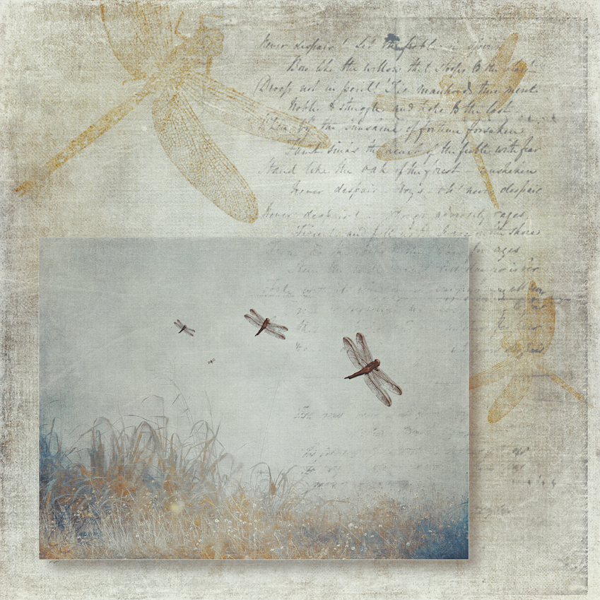 a%20dragonflies%20against%20wall%20on%20textured