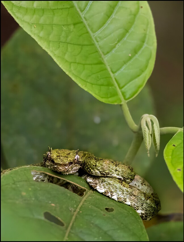 Snake