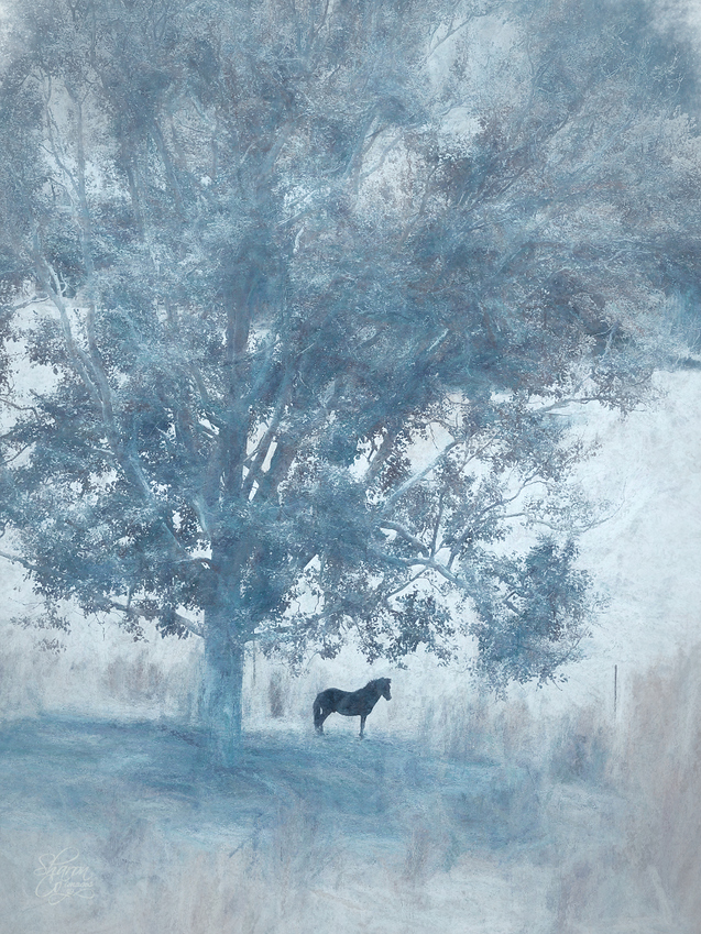 a%20winter%20tiny%20horse%20big%20tree