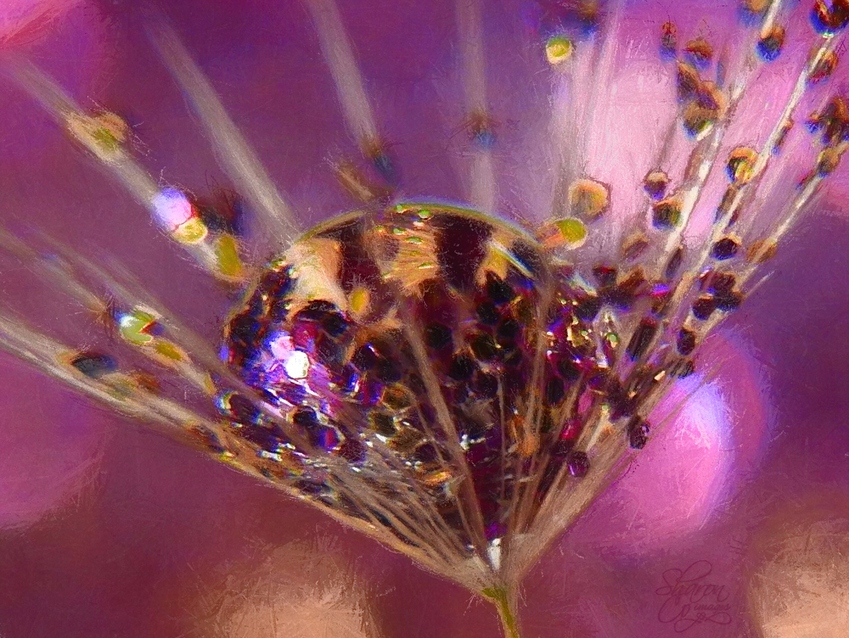 glittered%20a%20waterdrop%20in%20dandelion%20quicksilverlum-Edit