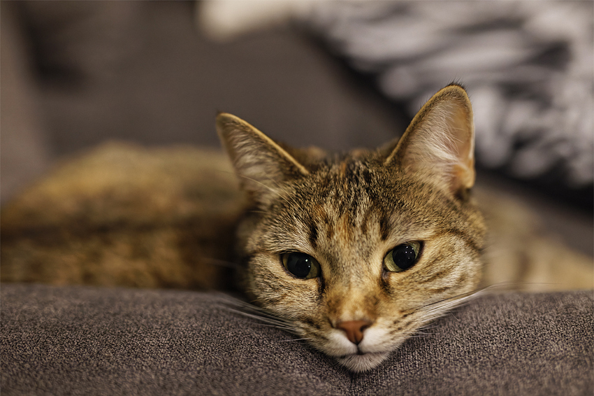 _0000__B1A9040_DxO-2