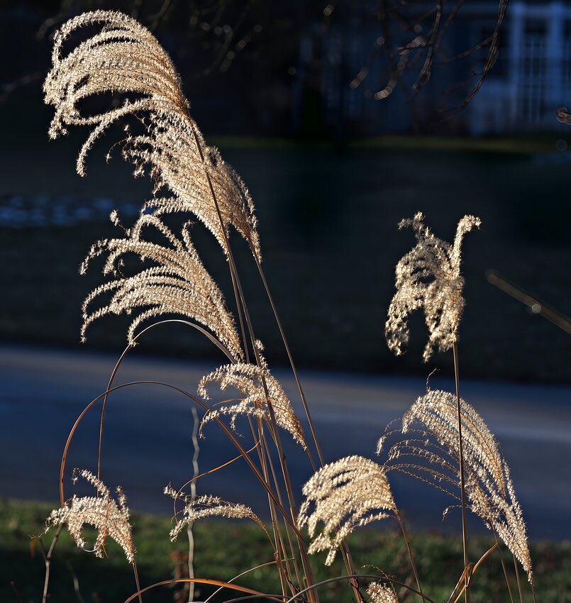 P1050539crop-topaz-wonder