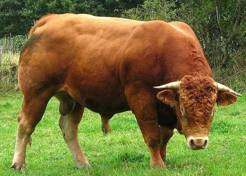 Bull gigapixel standard 4x