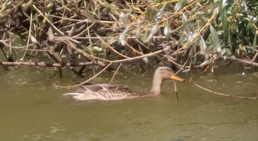 IMG_3168_crop_bloom_subtle_6x(2)