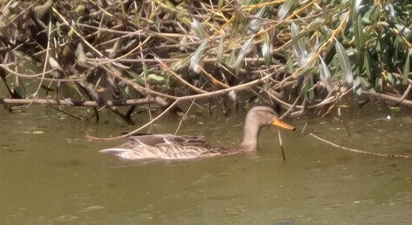 IMG_3168_crop_bloom_subtle_6x(0)