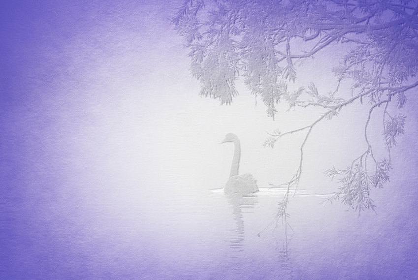 a%20swan%20in%20the%20fog%20emboss%20col%20emb