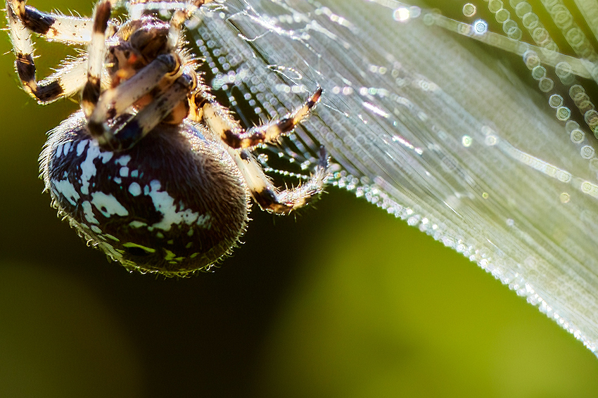 _0001_Denoise_RAW_C1