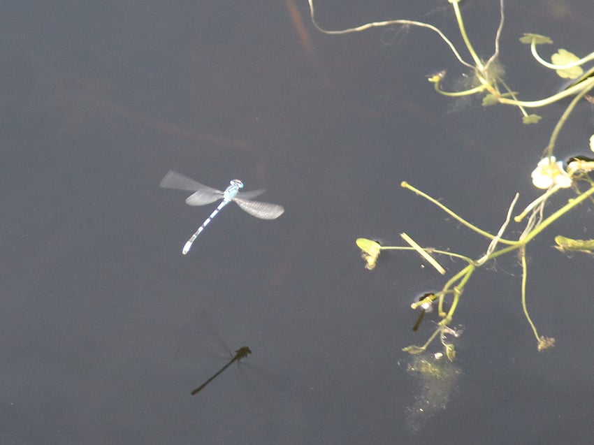IMG_3555_dragonfly_orig_crop