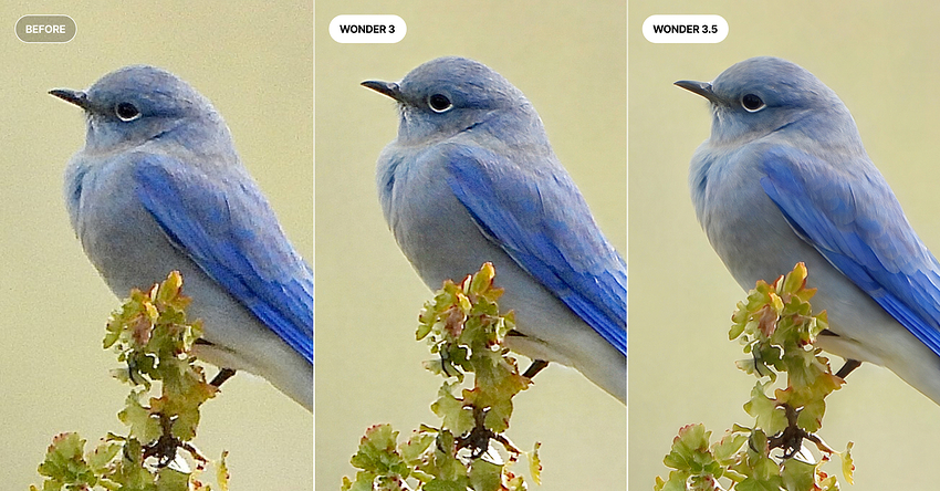 Wonder model comparison