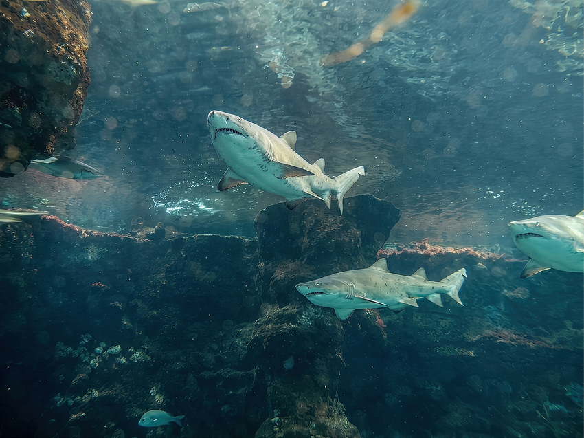 Shark with a prosthetic dorsal fin