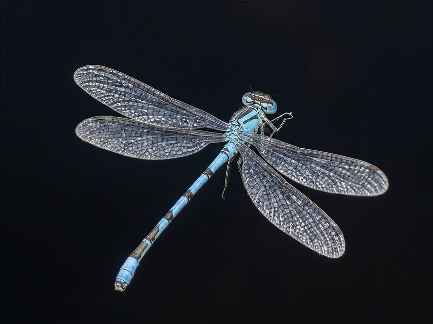 IMG_3555_dragonfly-crop_NanoBan2_cloud-wonder 3-4x-cloud-wonder 3-2x