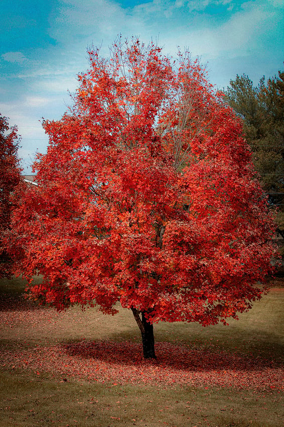 AutumnTree