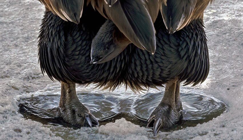 gooseheadclaws