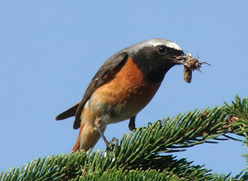 Redstart-original-wonder 2-4x