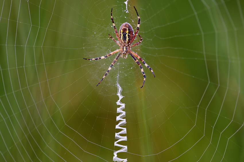 106A4164-gigapixel-high fidelity v2-2x