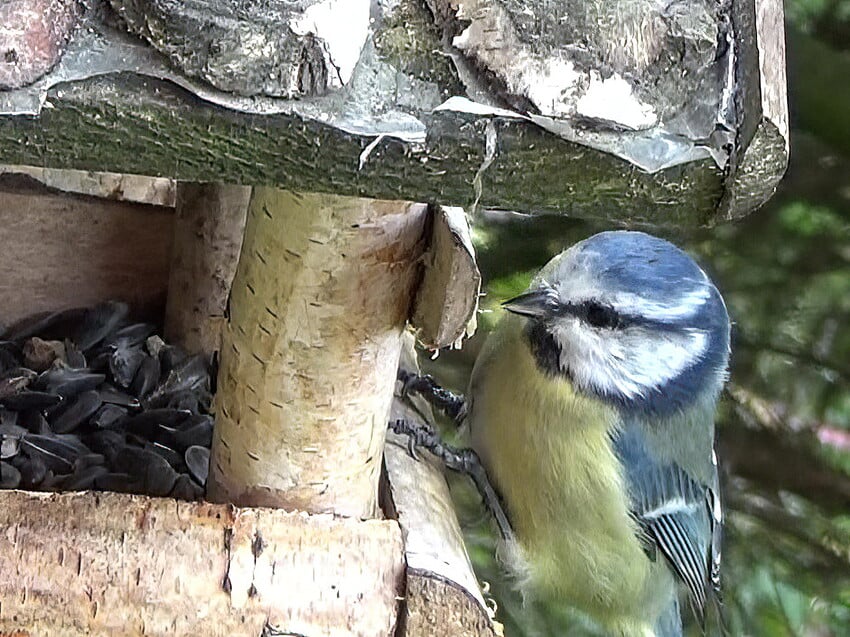 Blue Tit-orig-crop