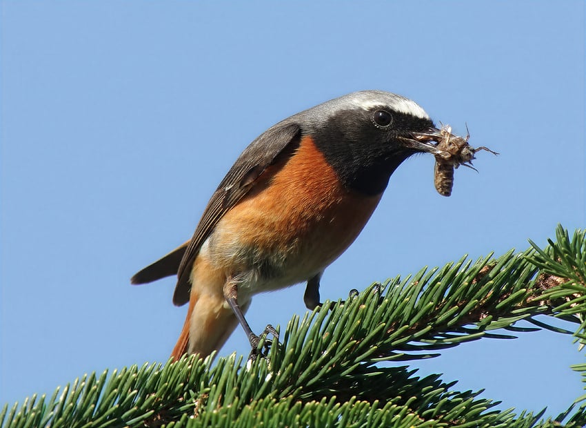 Redstart-cloud-wonder 3-4x