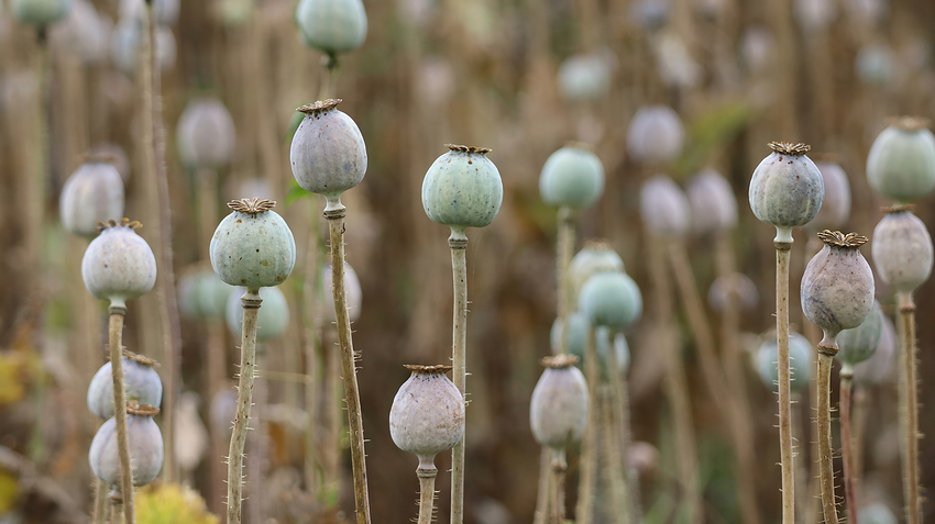 IMG_3892_poppy_topaz-sharpen-denoise