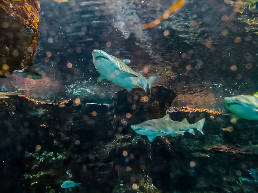 01-IMG-4009-orig-edit