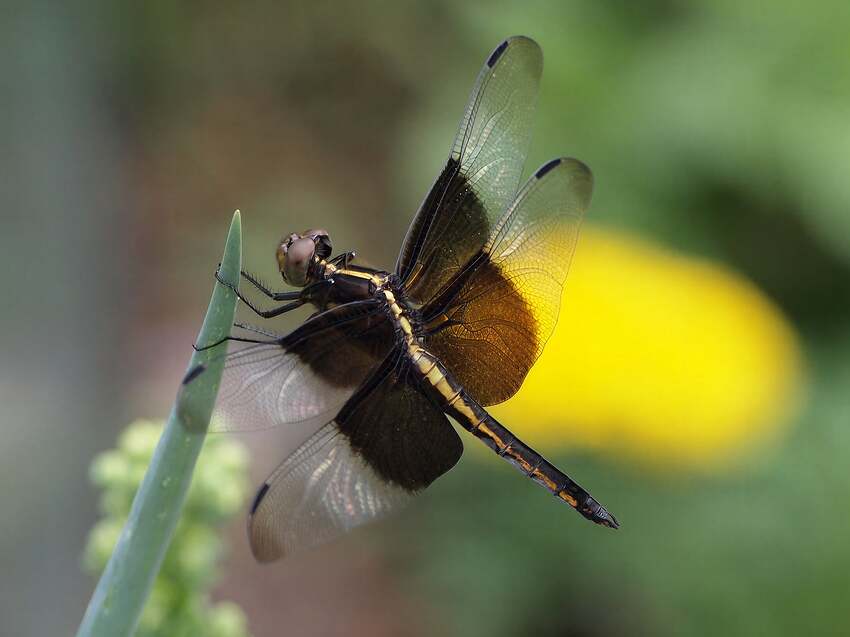 P7172932-topaz-wonder-crop