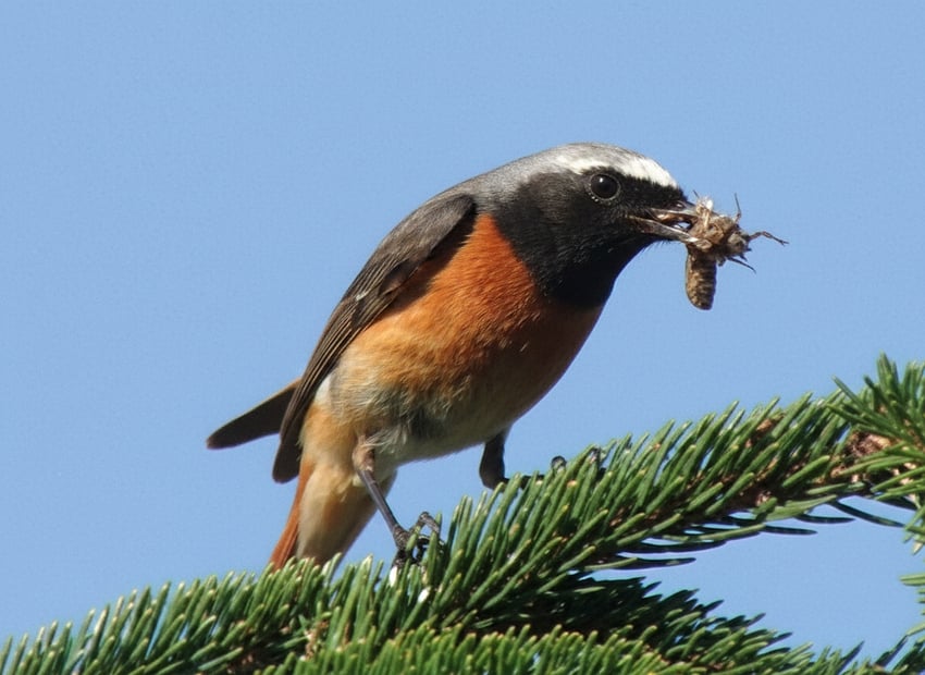 Redstart-original-1184x84