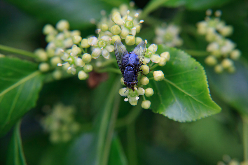 Fly-denoise-max
