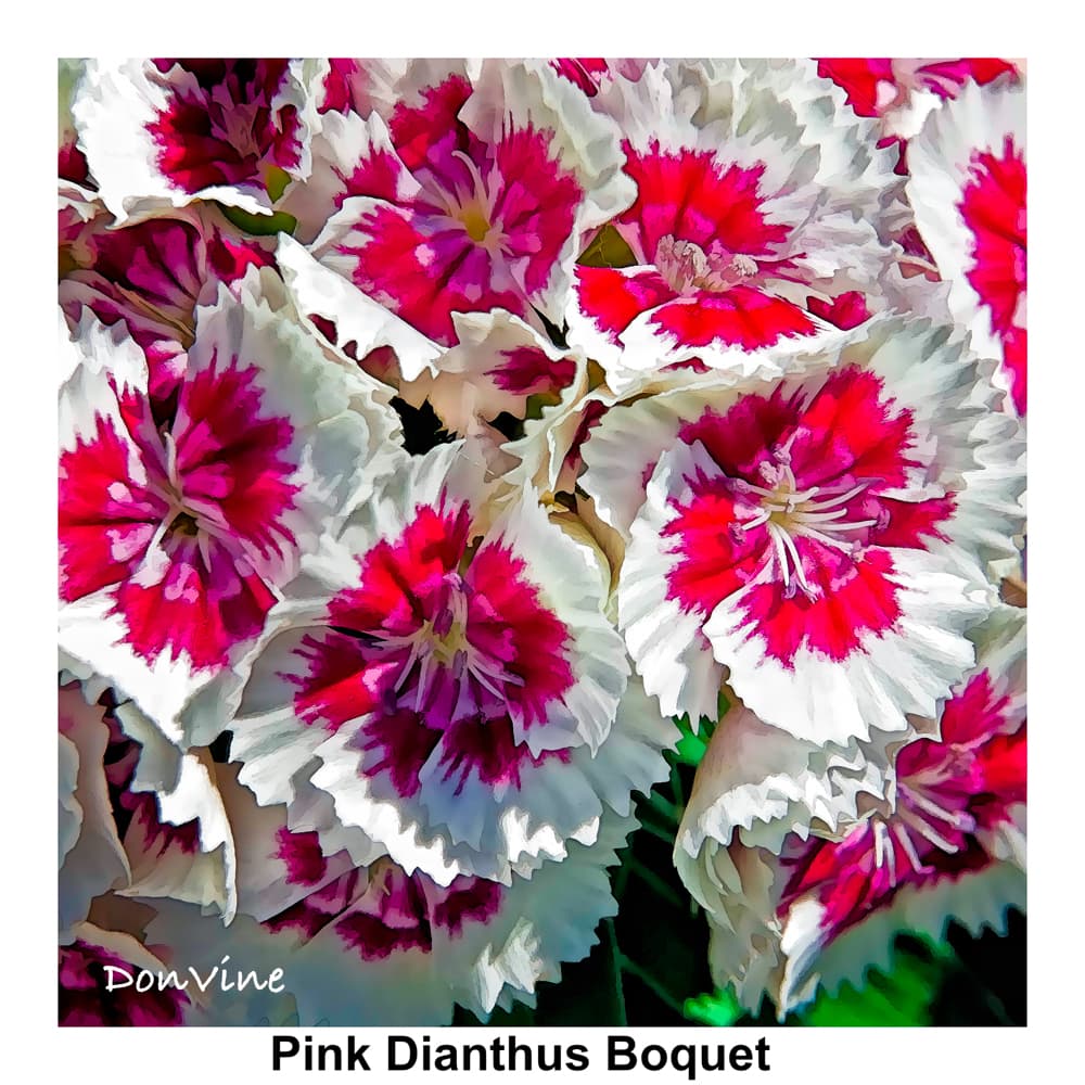 Pink Dianthus are popular in gardens but seriously toxic if ingested