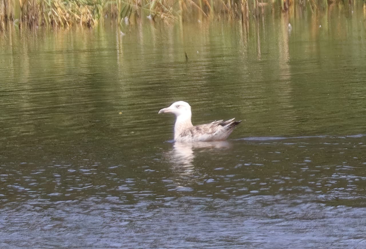 Pondgull-redefine-Create1