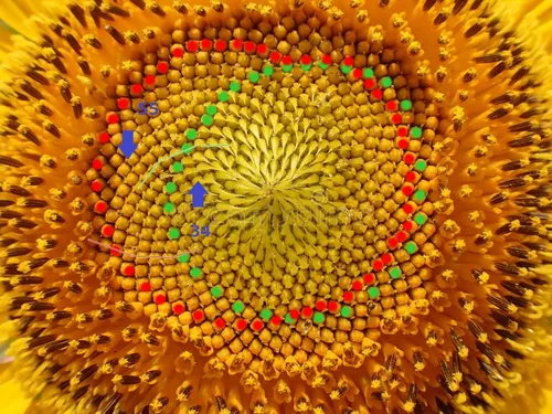 fibonacci-numbers-sunflower-seed-spirals-tokyo-japan-august-sequence-found-pattern-green-circles-show-seeds-red-97437155