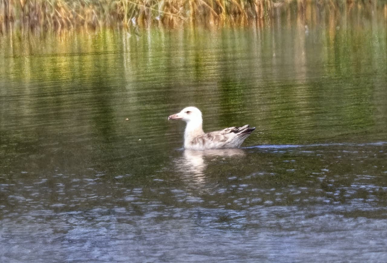 Pondgull-redefine-Create3