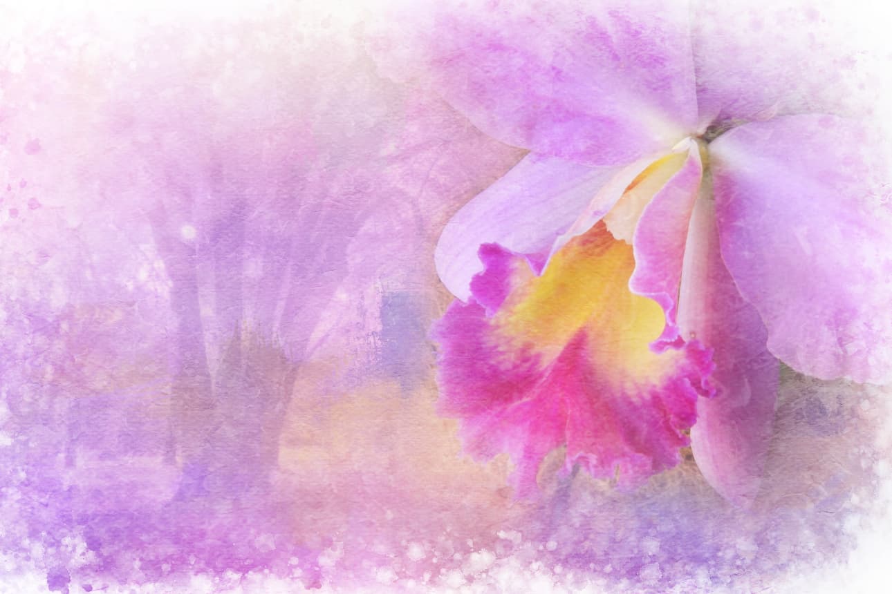 a orchid art jjgemsingarden spritzed freebrushstrokes
