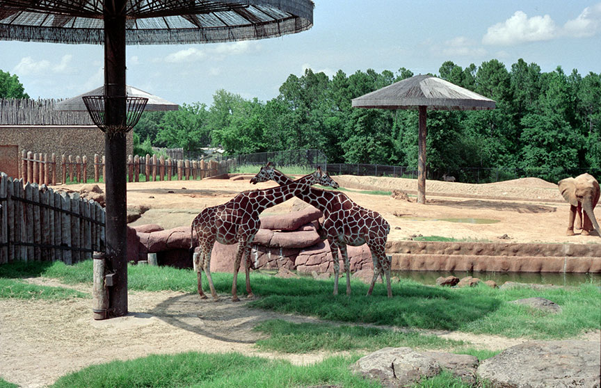 giraffesorig