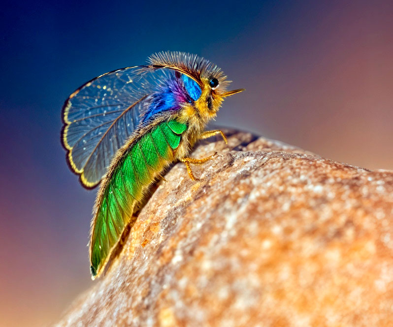 bug2