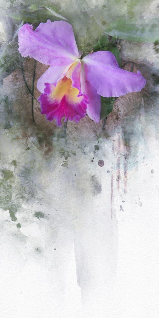 a long and lean orchid