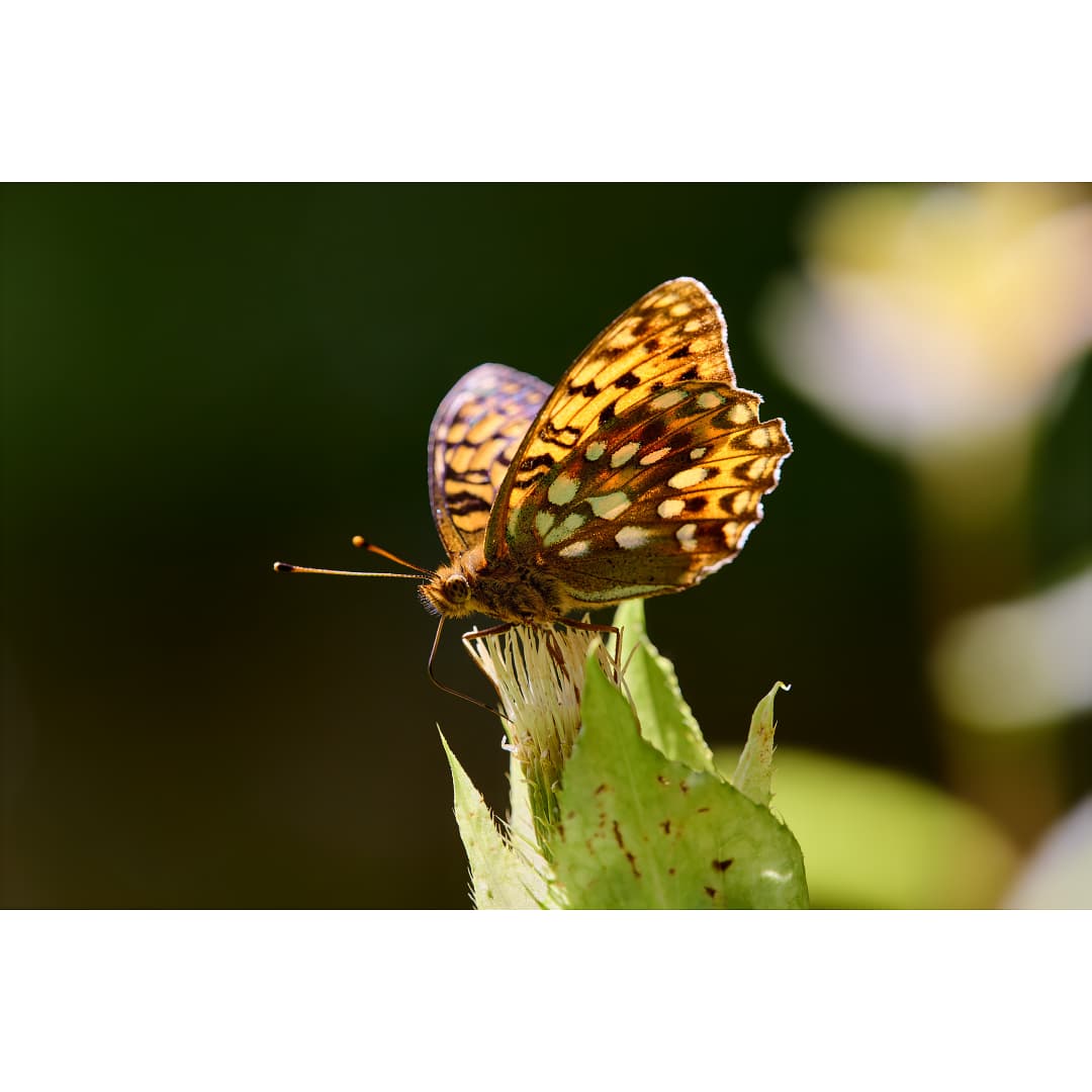 DX_2819_DPXD__231-enhance-2x-sharpen