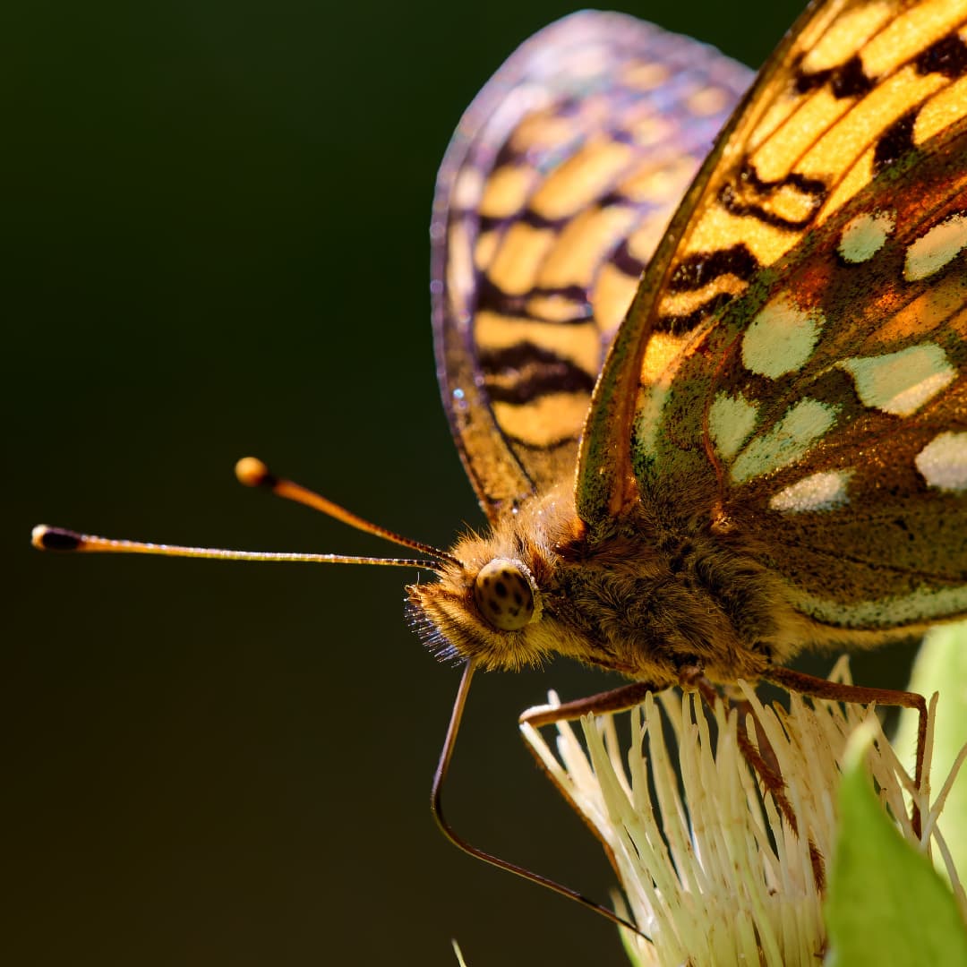 DX_2819_DPXD__231-enhance-2x-sharpen2