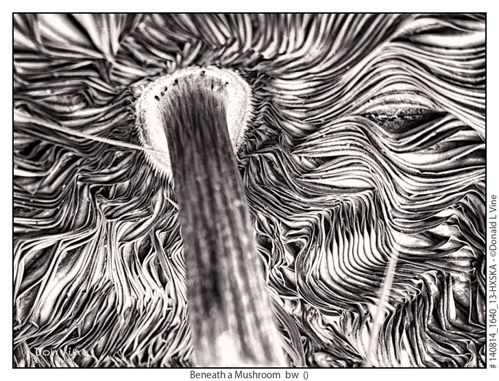 Beneath%20a%20Mushroom%20%20bw_140814_1640_13-HXSKA
