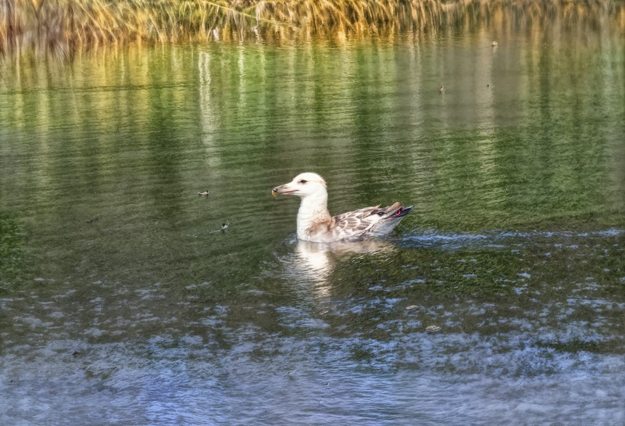 Pondgull-redefine-Create4