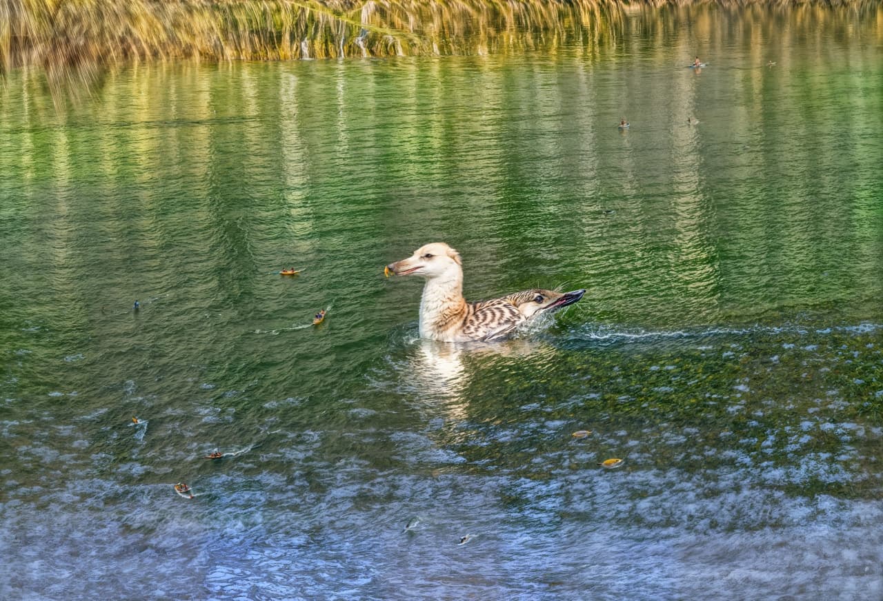 Pondgull-redefine-Create5