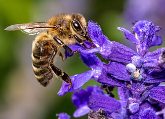 bee-flower-insect-blossom-thumb