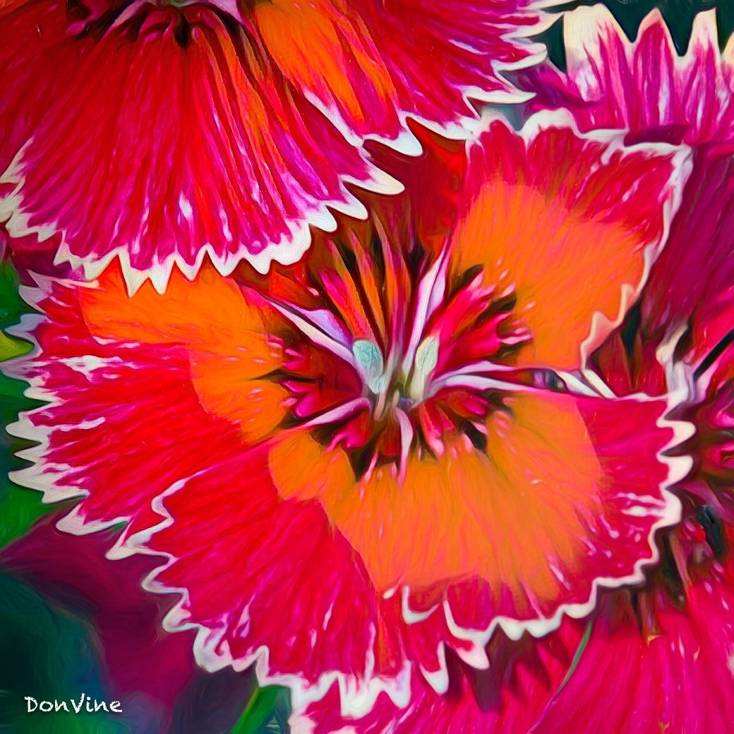 Poisonous dianthus is a garden rabbit and deer repellant Scenery and